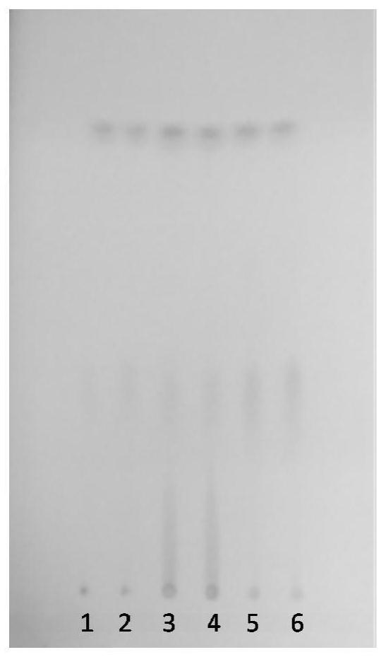 A TLC detection method of Chinese medicinal material Rhubarb palmatum