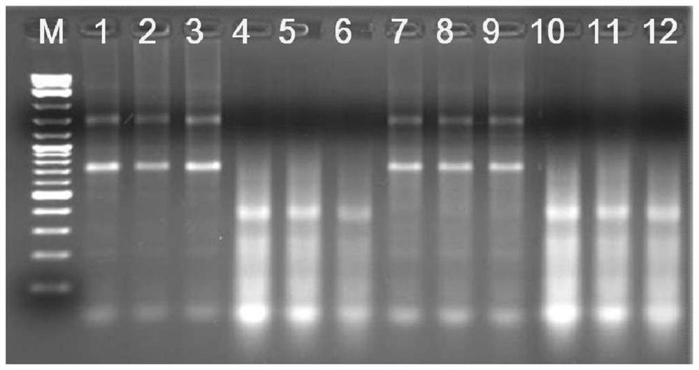 Application of macromolecular protein in antibacterial and antiviral disinfectant