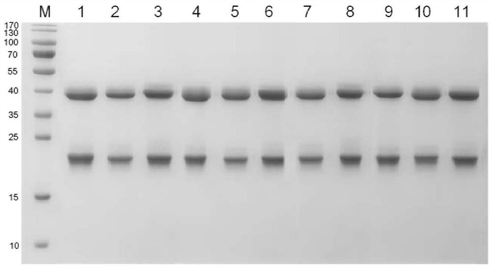 Application of macromolecular protein in antibacterial and antiviral disinfectant