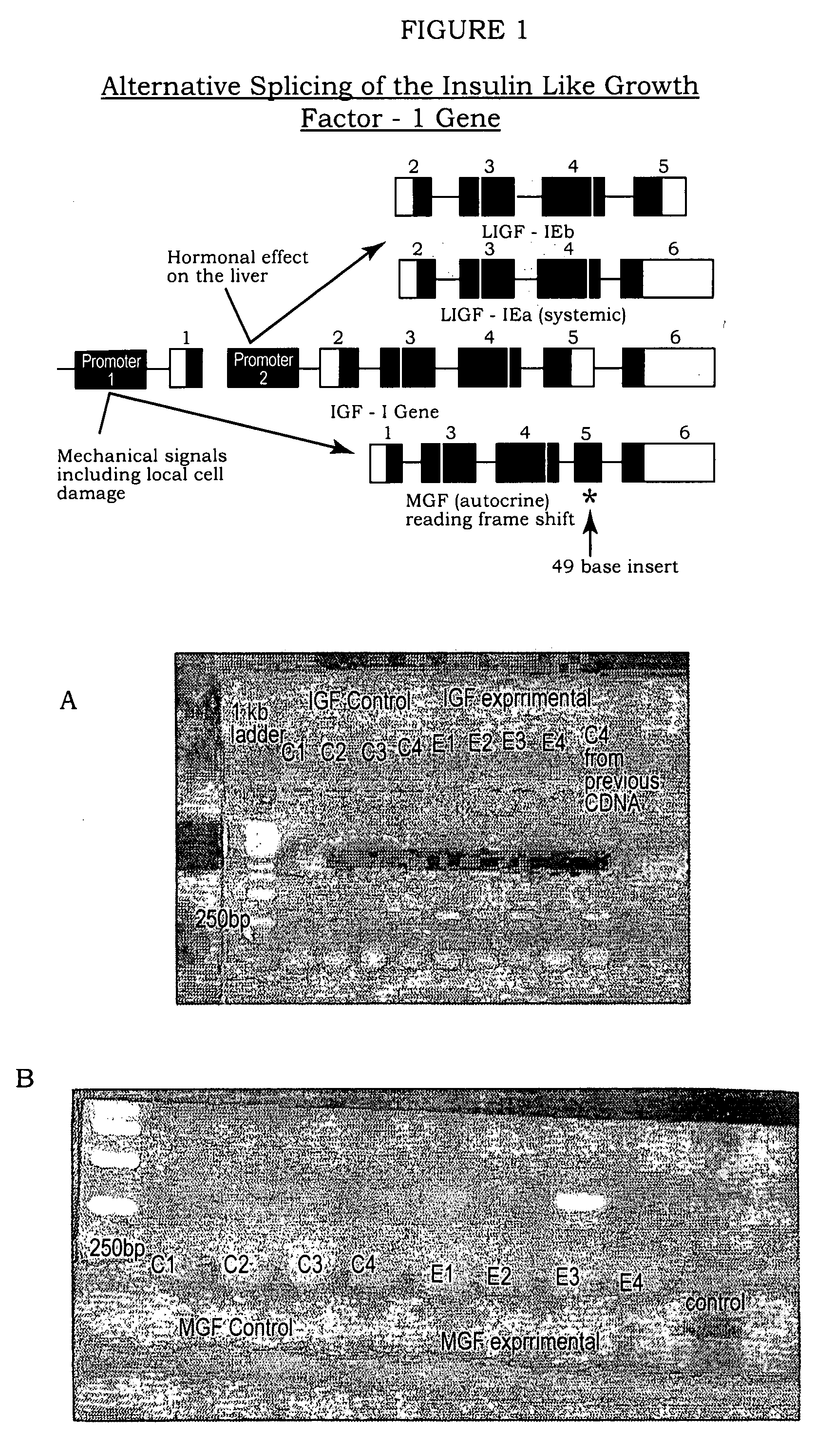 Use of the insulin-like-growth factor I splice variant MGF for the prevention of myocardial damage