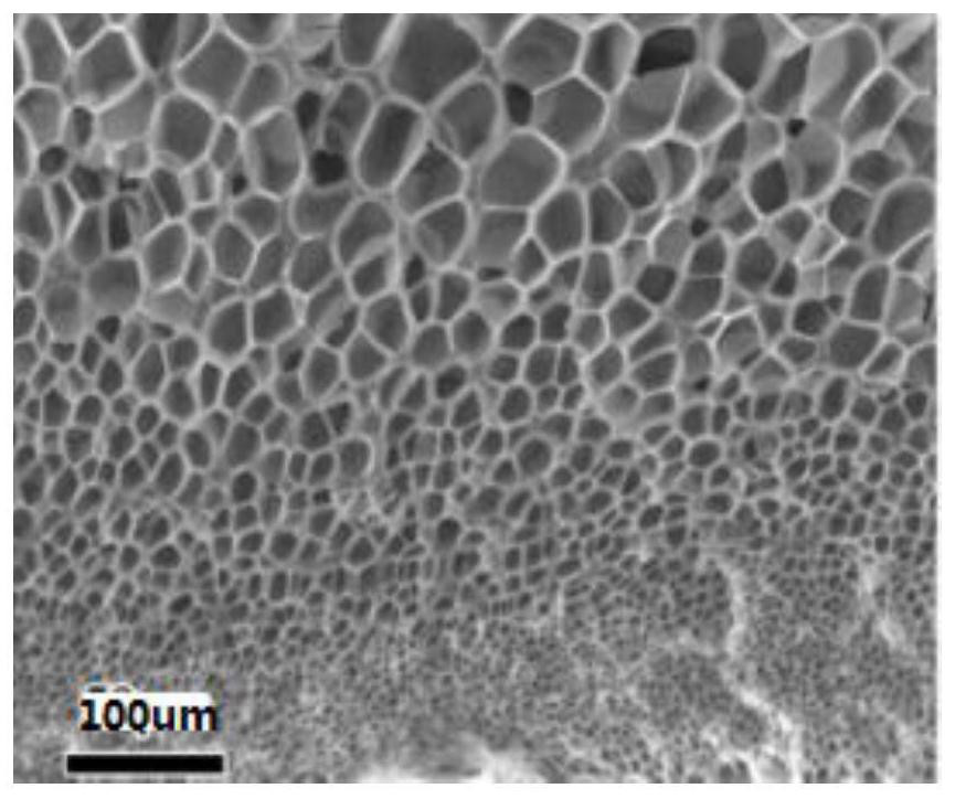 Polypropylene foam material with gradient pore structure and preparation method thereof