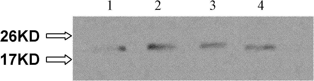 Ridgeia piscesae chitin binding protein and preparation method thereof