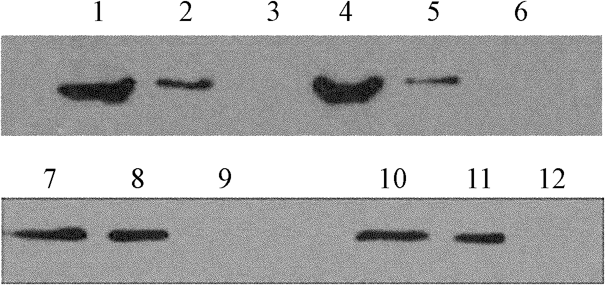 Ridgeia piscesae chitin binding protein and preparation method thereof