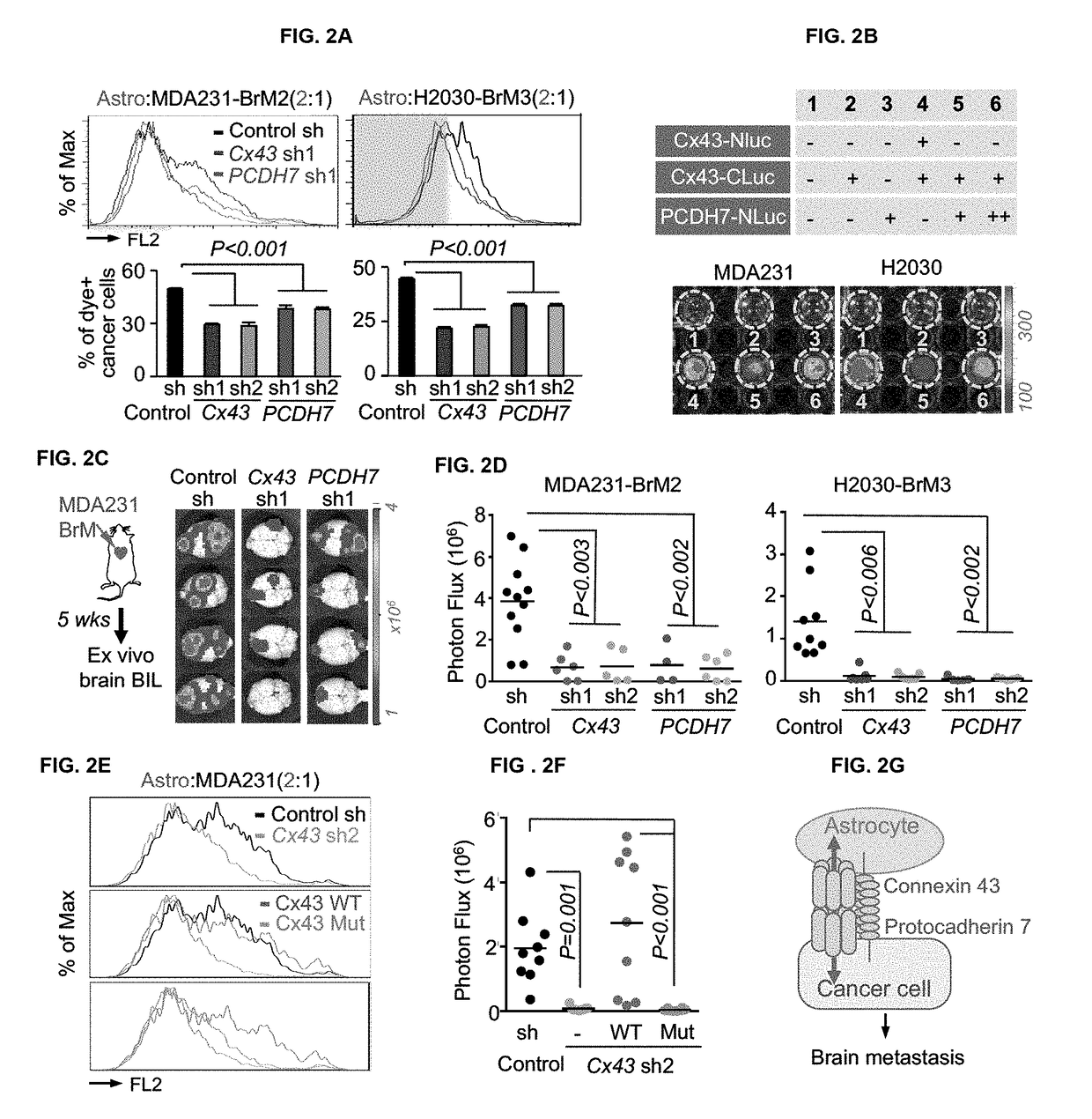 Methods for treating brain metastasis