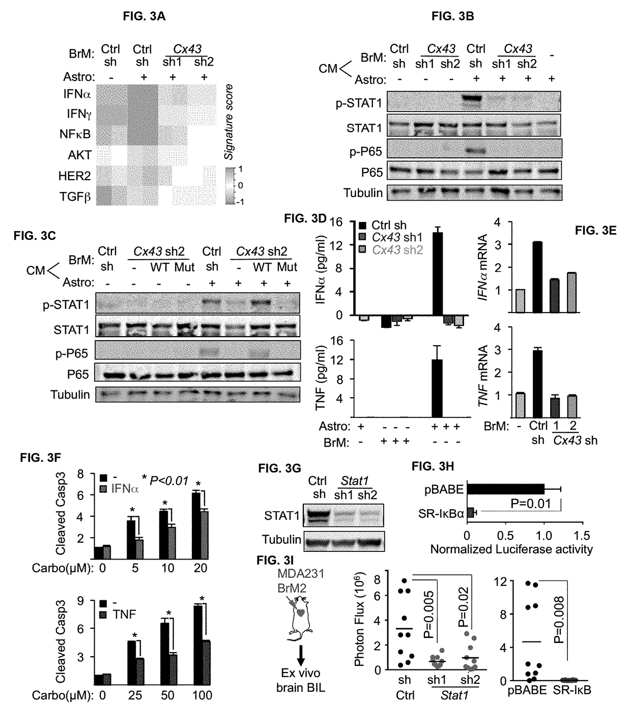 Methods for treating brain metastasis