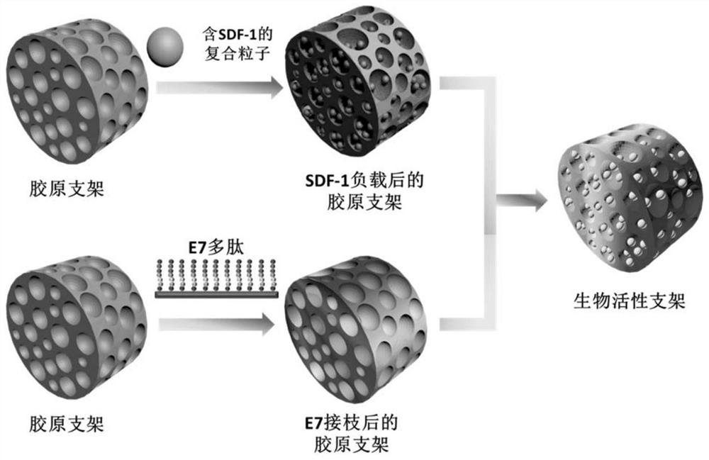 A bioactive scaffold for repairing the endometrium and enhancing fertility