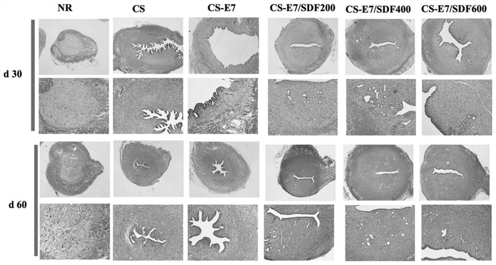 A bioactive scaffold for repairing the endometrium and enhancing fertility