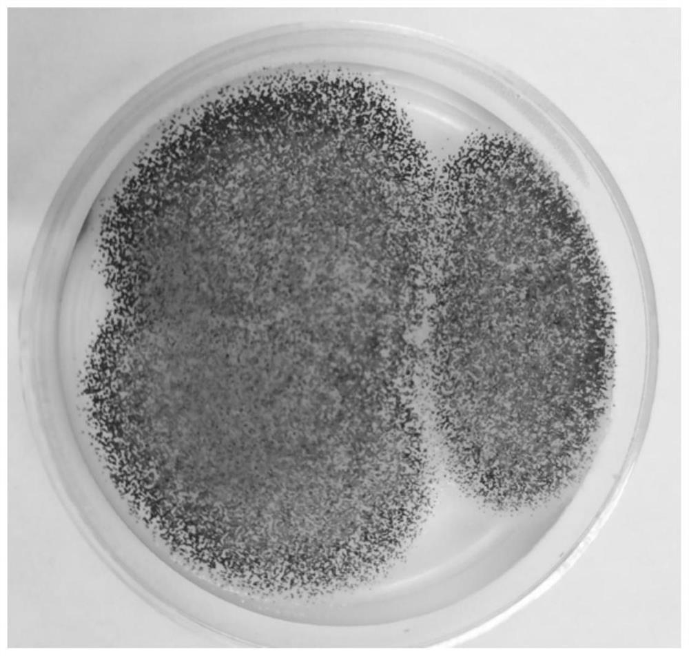 Aspergillus niger yh-6 and its application to increase the content of icariin in Epimedium