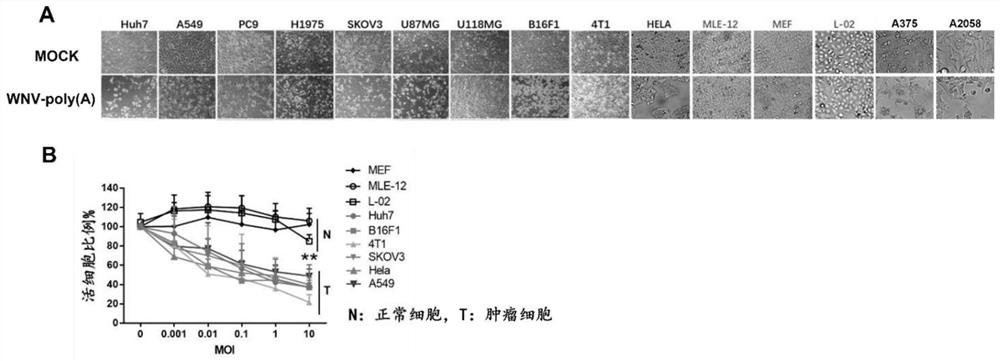 Application of attenuated yellow disease virus in oncolysis