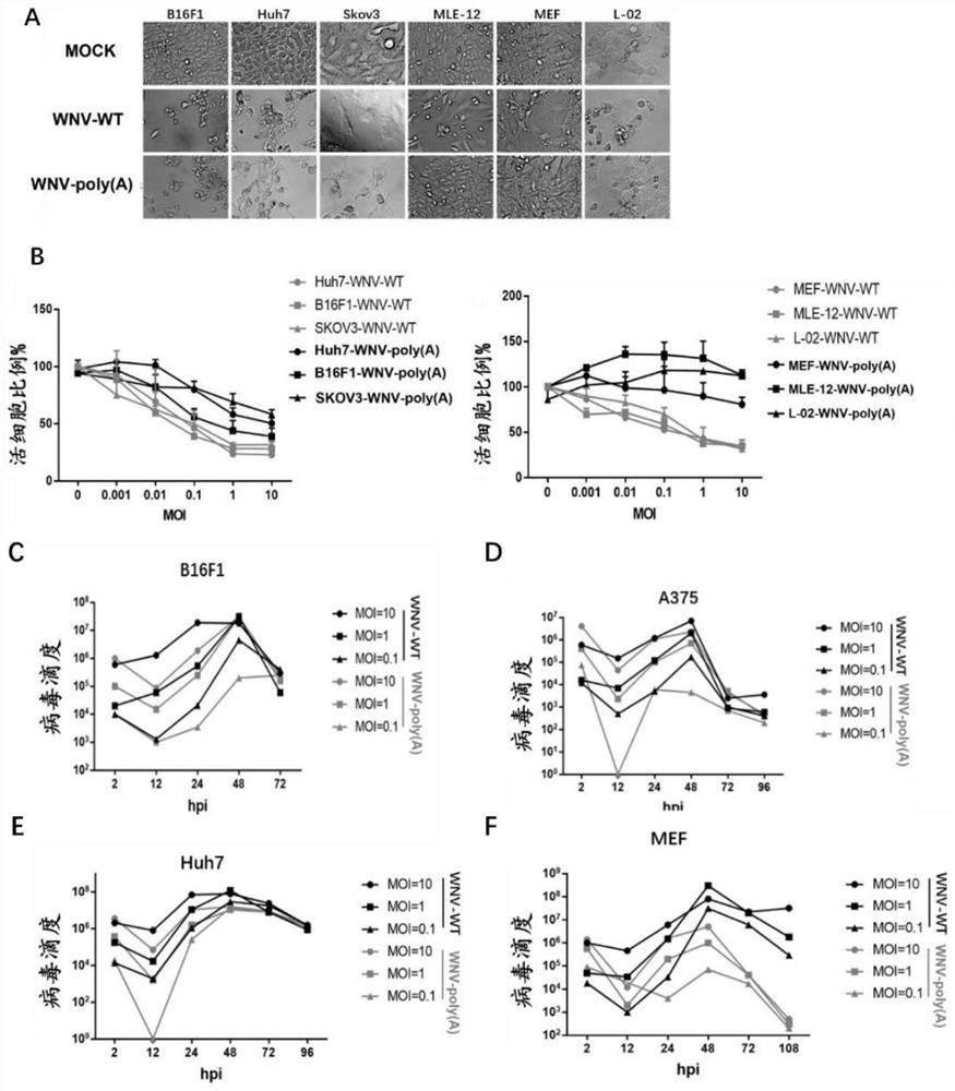 Application of attenuated yellow disease virus in oncolysis