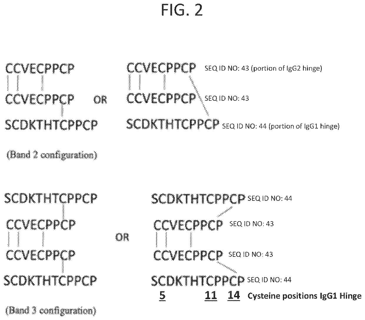 Cysteine-optimized stradomers