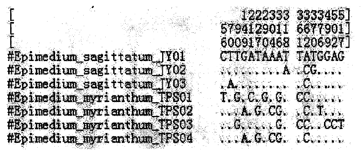 Method for identifying molecules of epimedium sagittatum and epimedium myrianthum