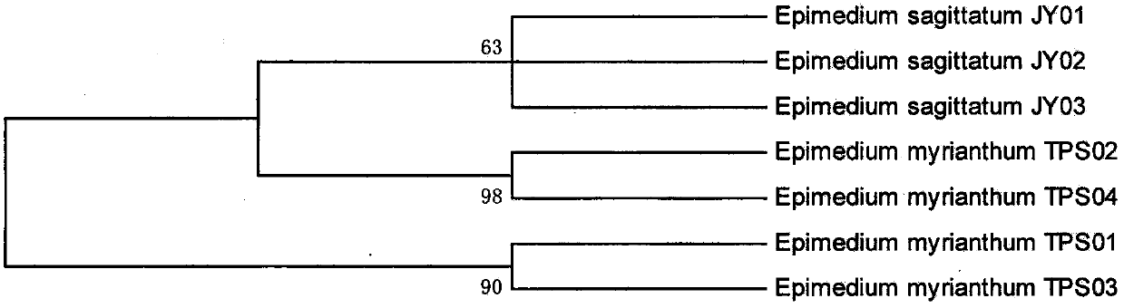 Method for identifying molecules of epimedium sagittatum and epimedium myrianthum