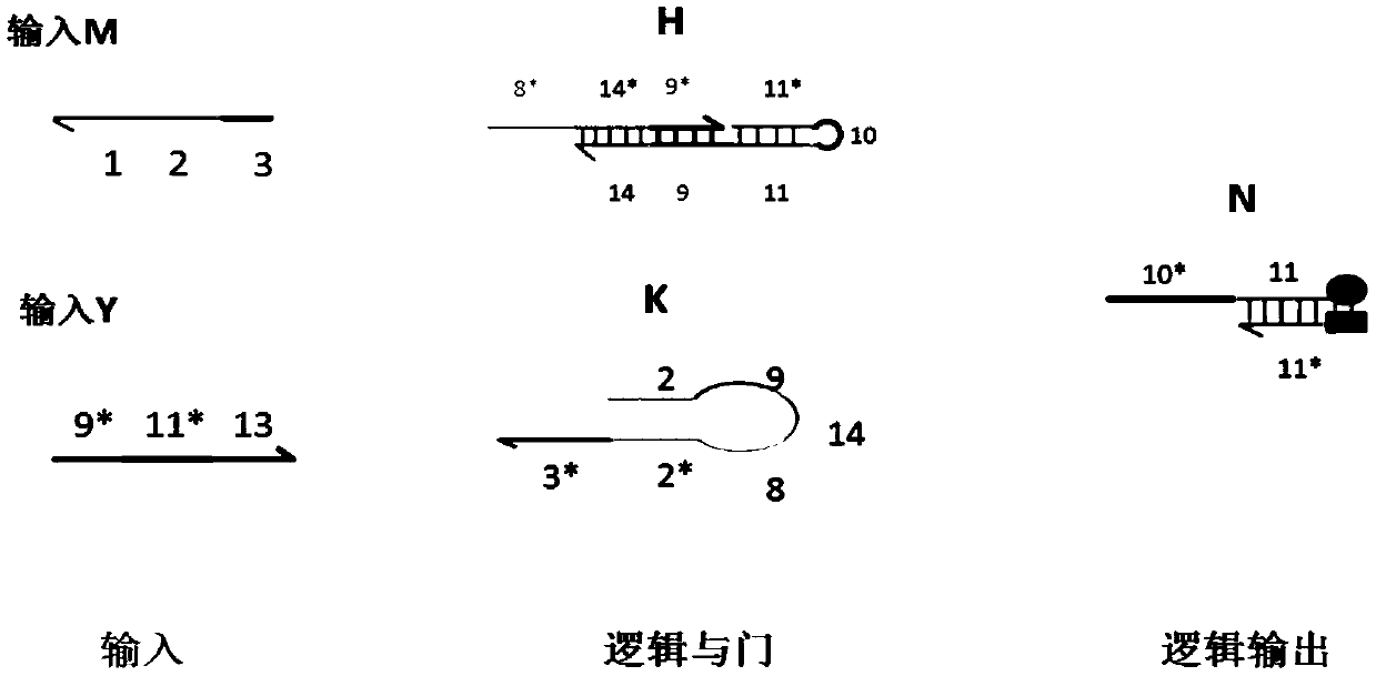 Molecular circuits of AND gate, NOT gate, XOR and half-subtractor based on DNA hairpin structure