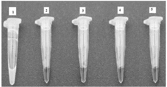 Loop-mediated isothermal amplification reaction primer for detecting porcine parvovirus II