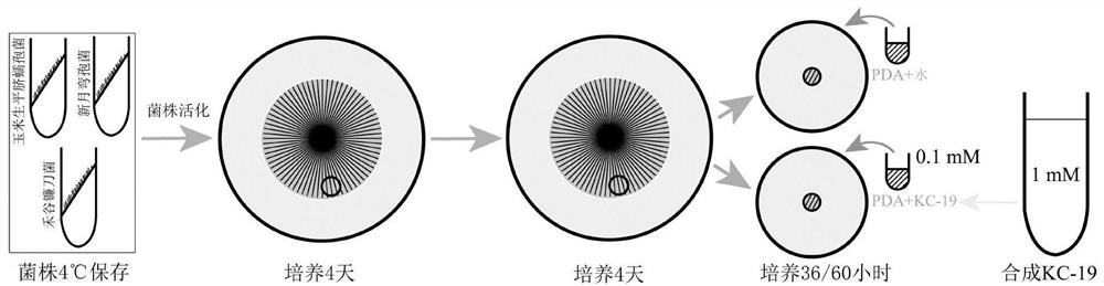 Peptide KC-19 with antibacterial activity