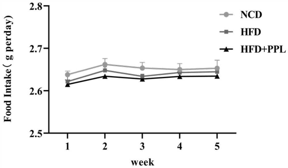 Perfoliote knotweed herb extract, preparation method thereof and application of perfoliote knotweed herb extract in preparation of non-alcoholic fatty liver disease or obesity drug