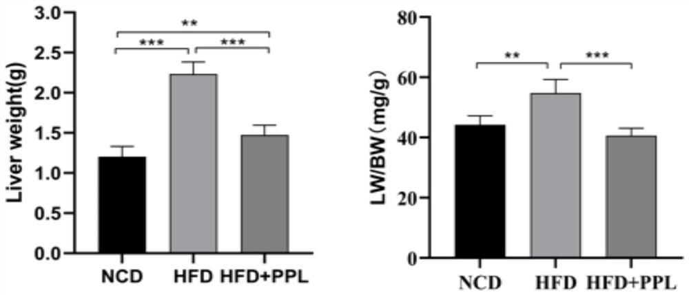 Perfoliote knotweed herb extract, preparation method thereof and application of perfoliote knotweed herb extract in preparation of non-alcoholic fatty liver disease or obesity drug