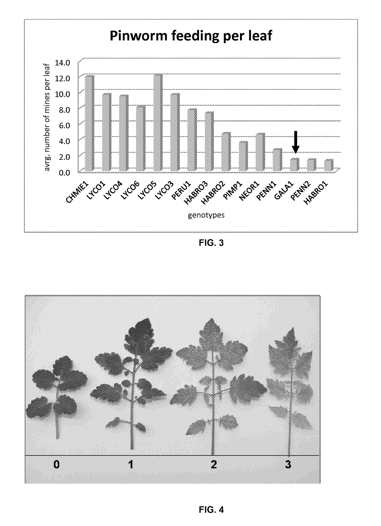 Resistance to arthropod pest in tomatoes