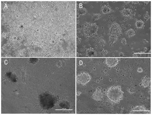 Continuous culture method of prawn cells