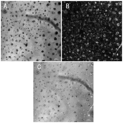 Continuous culture method of prawn cells