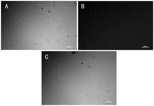 Continuous culture method of prawn cells