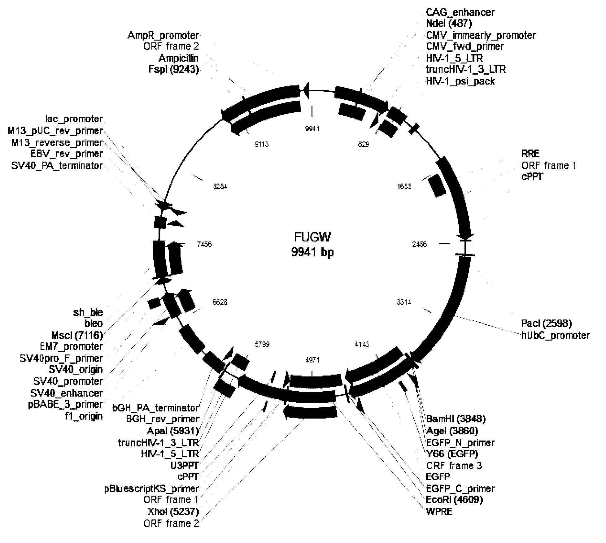 Method for forming nerve cells by induction and composition