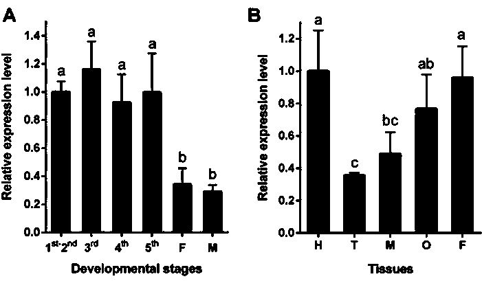 Brown planthopper NlAtg1 gene and application thereof and encoded protein and application thereof