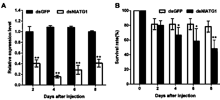 Brown planthopper NlAtg1 gene and application thereof and encoded protein and application thereof