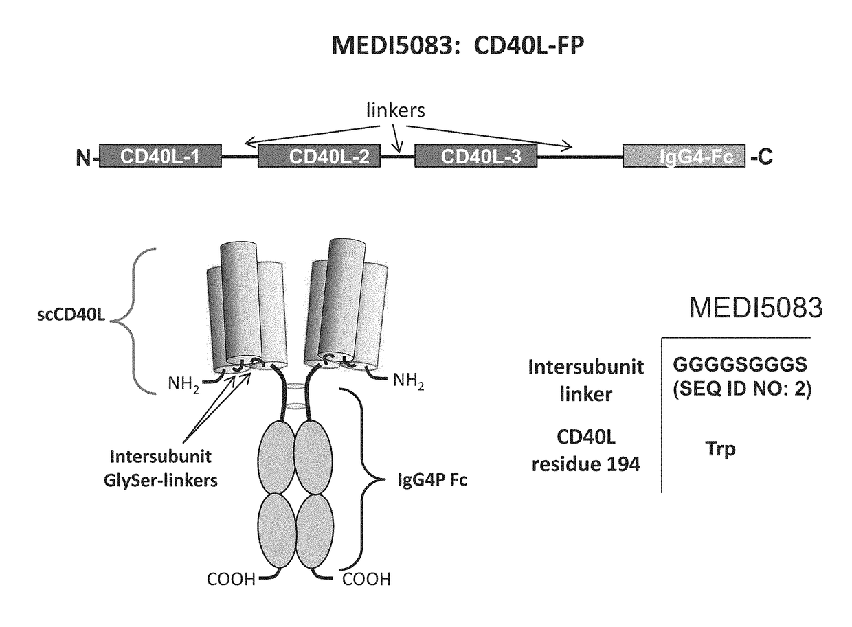 CD40L-Fc Fusion Polypeptides And Methods Of Use Thereof