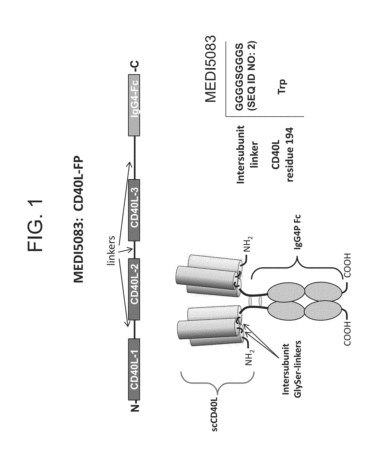 CD40L-Fc Fusion Polypeptides And Methods Of Use Thereof