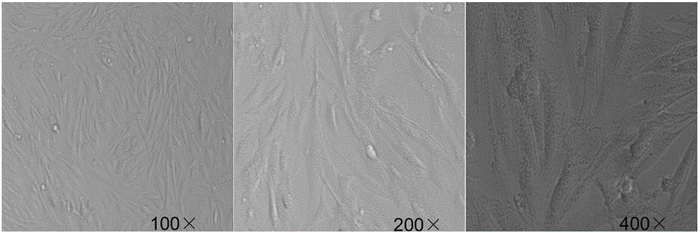 Method for carrying out isolated culture on animal embryo liver stem cells