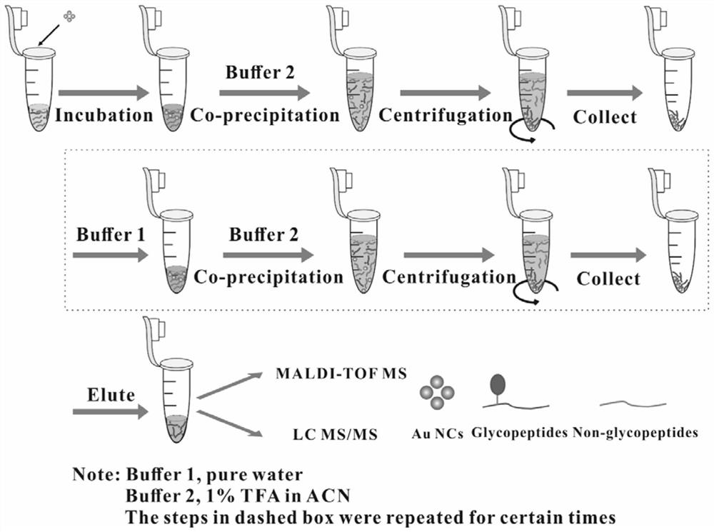 A method for pretreatment of glycosylated protein samples based on homogeneous reaction system