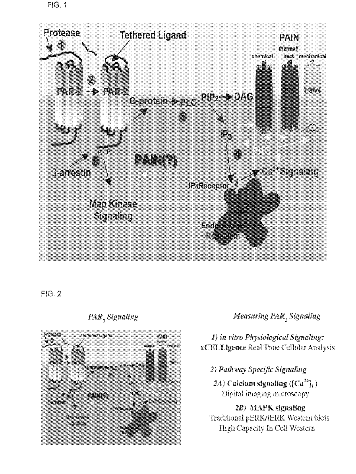 Par2 mimetic peptides and uses thereof