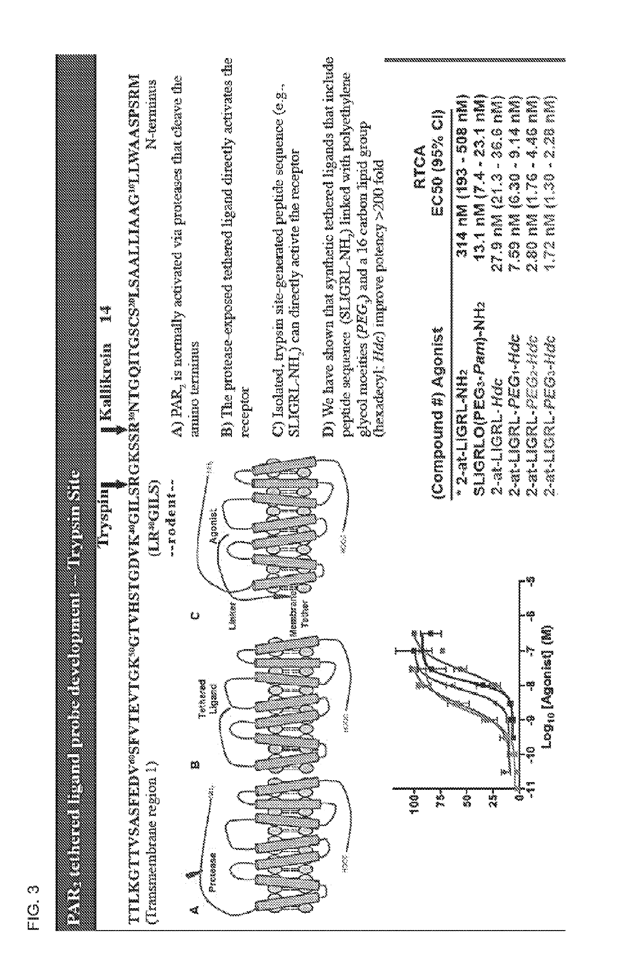 Par2 mimetic peptides and uses thereof