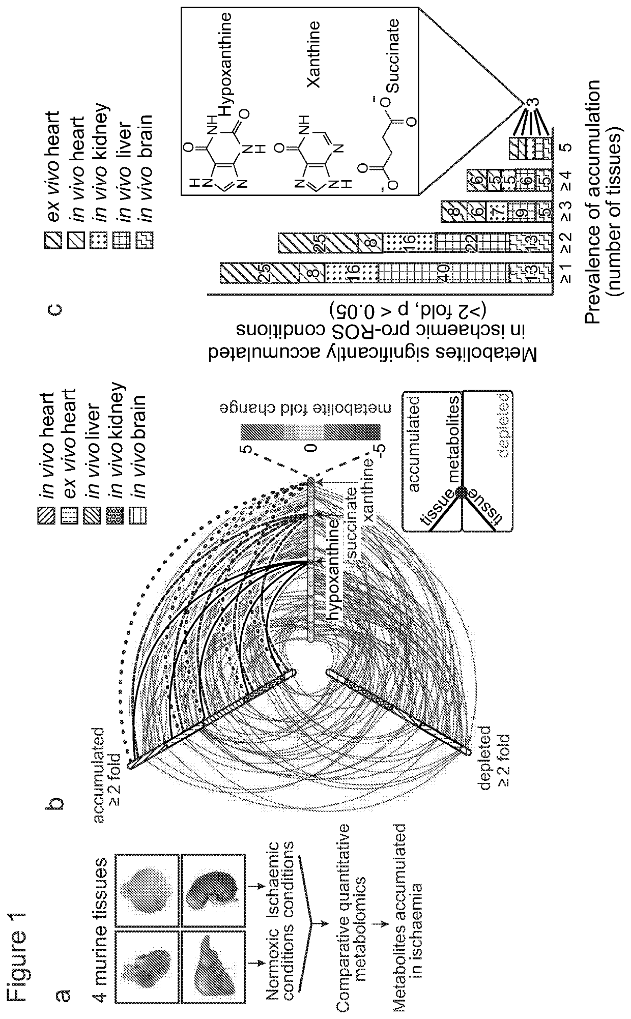 Succinate dehydrogenase inhibitors (SDHi's)