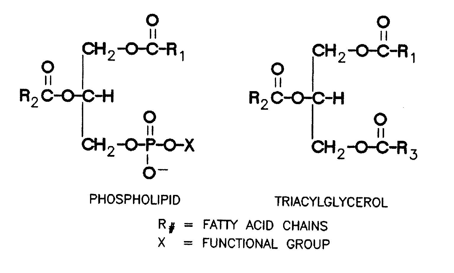 Enzymatic Degumming Utilizing a Mixture of PLA and PLC Phospholipases with Reduced Reaction Time