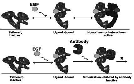 A kind of single-chain antibody targeting EGFR dimerization interface and its application