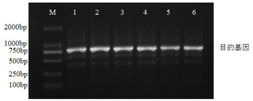 A kind of single-chain antibody targeting EGFR dimerization interface and its application