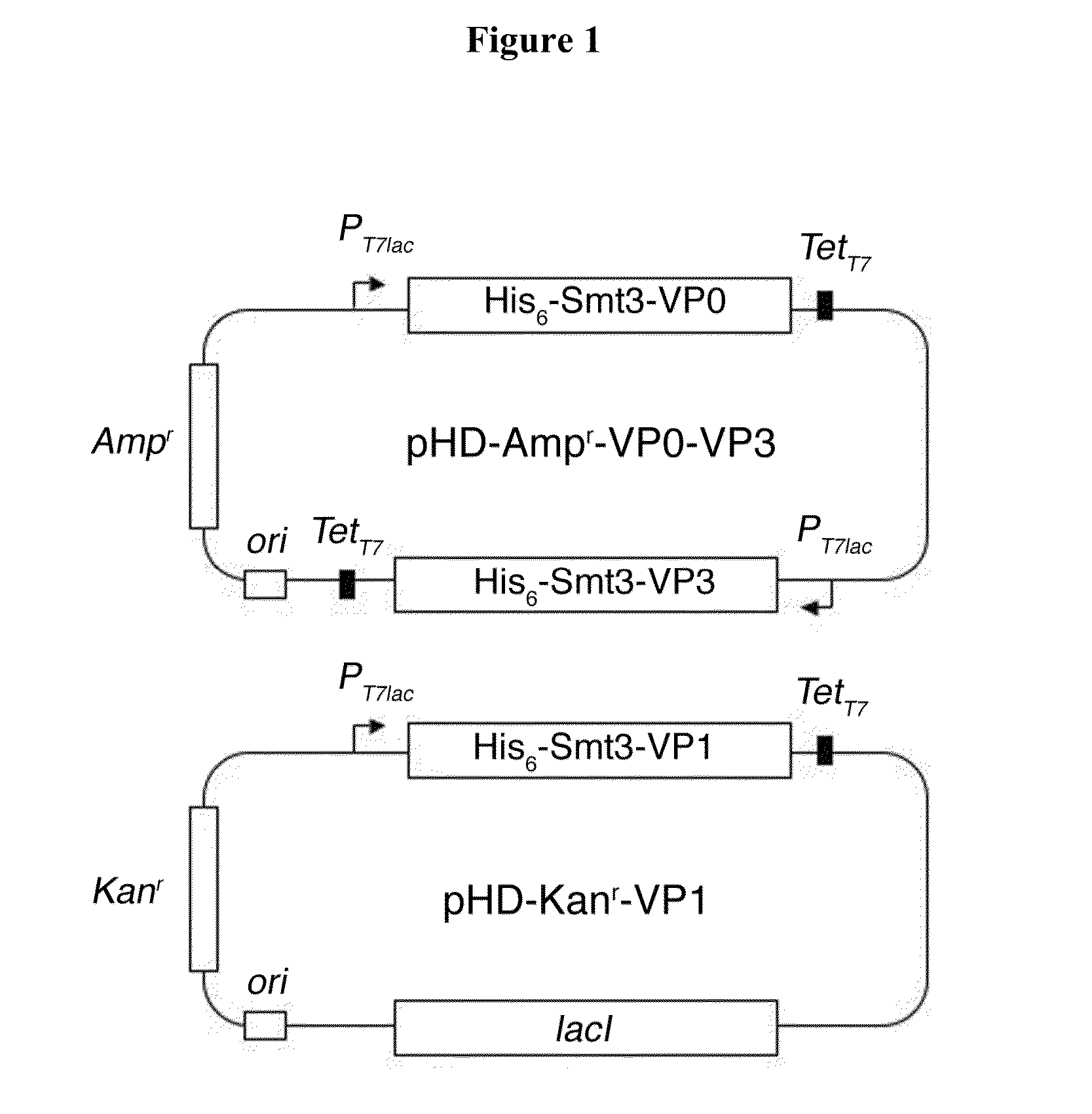 Method of producing virus-like particles of picornavirus using a small-ubiquitin-related fusion protein expression system