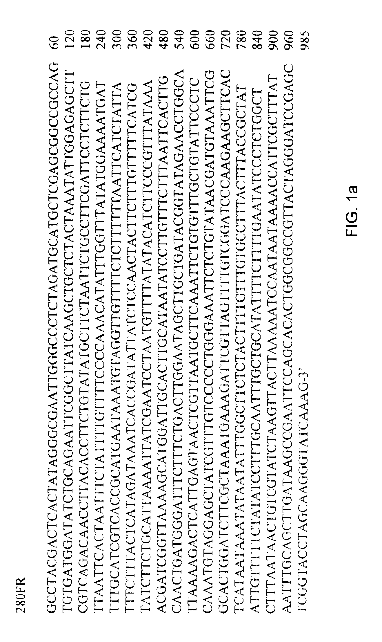 Nucleotide sequences for detection of Bacillus anthracis