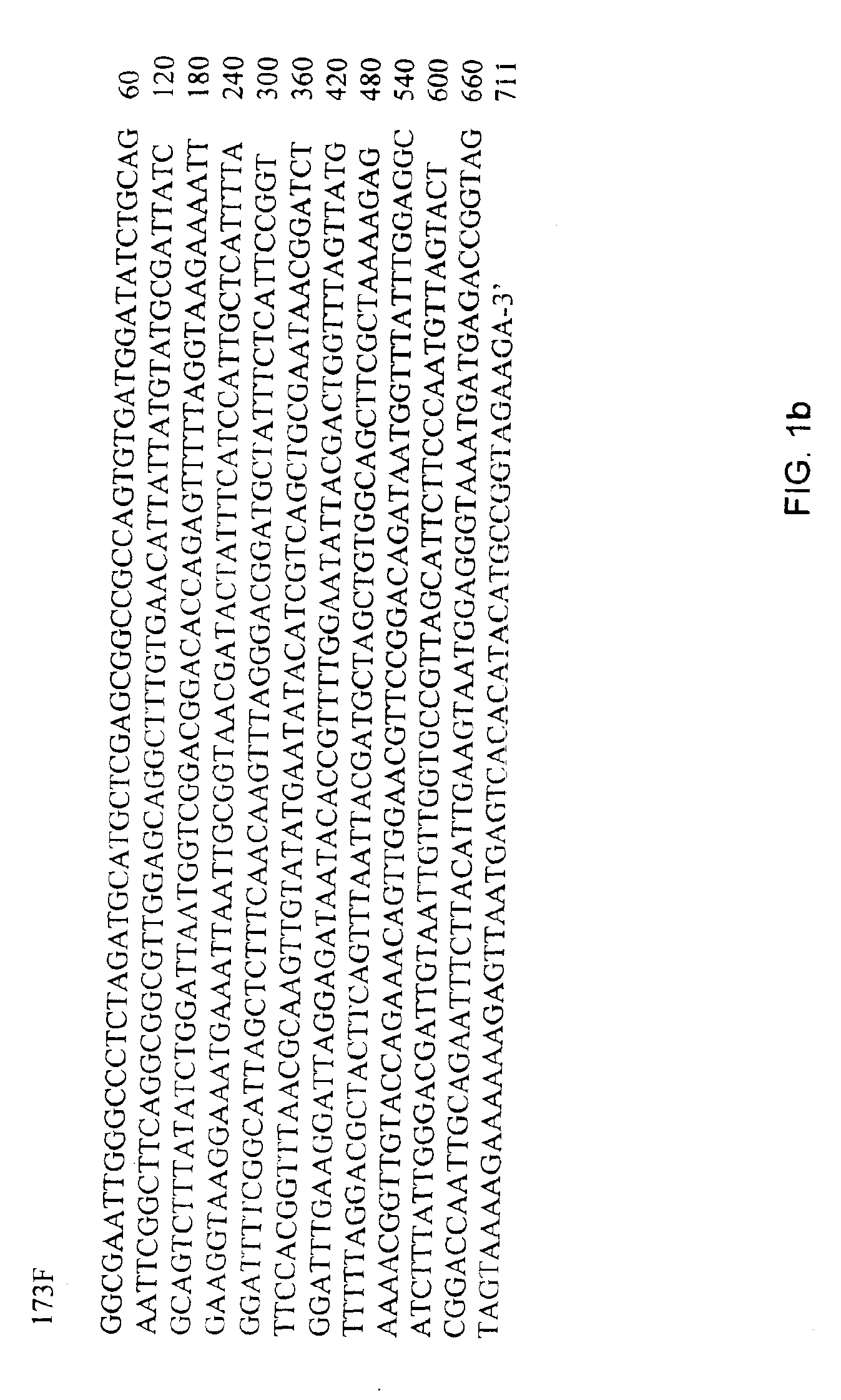 Nucleotide sequences for detection of Bacillus anthracis