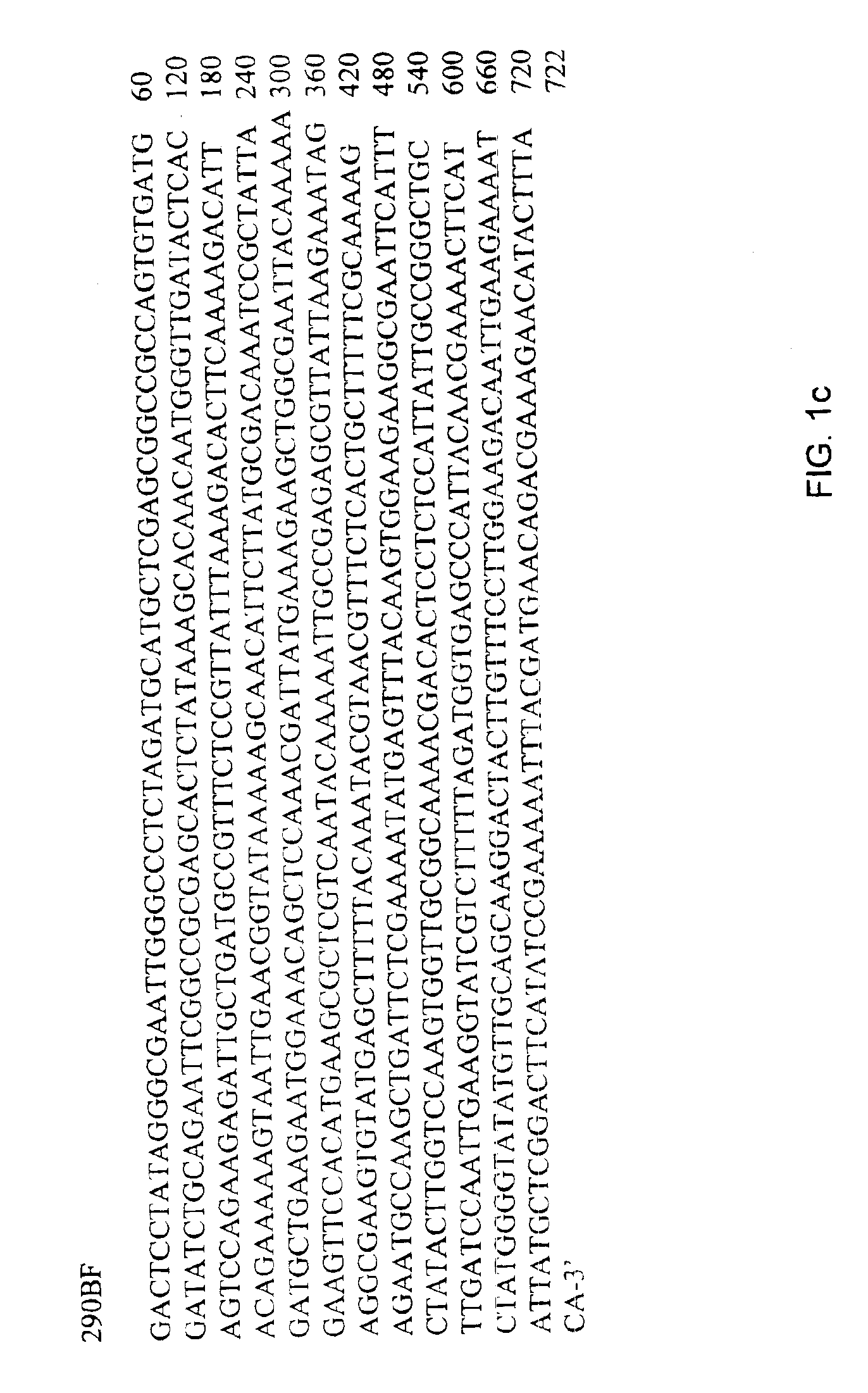 Nucleotide sequences for detection of Bacillus anthracis