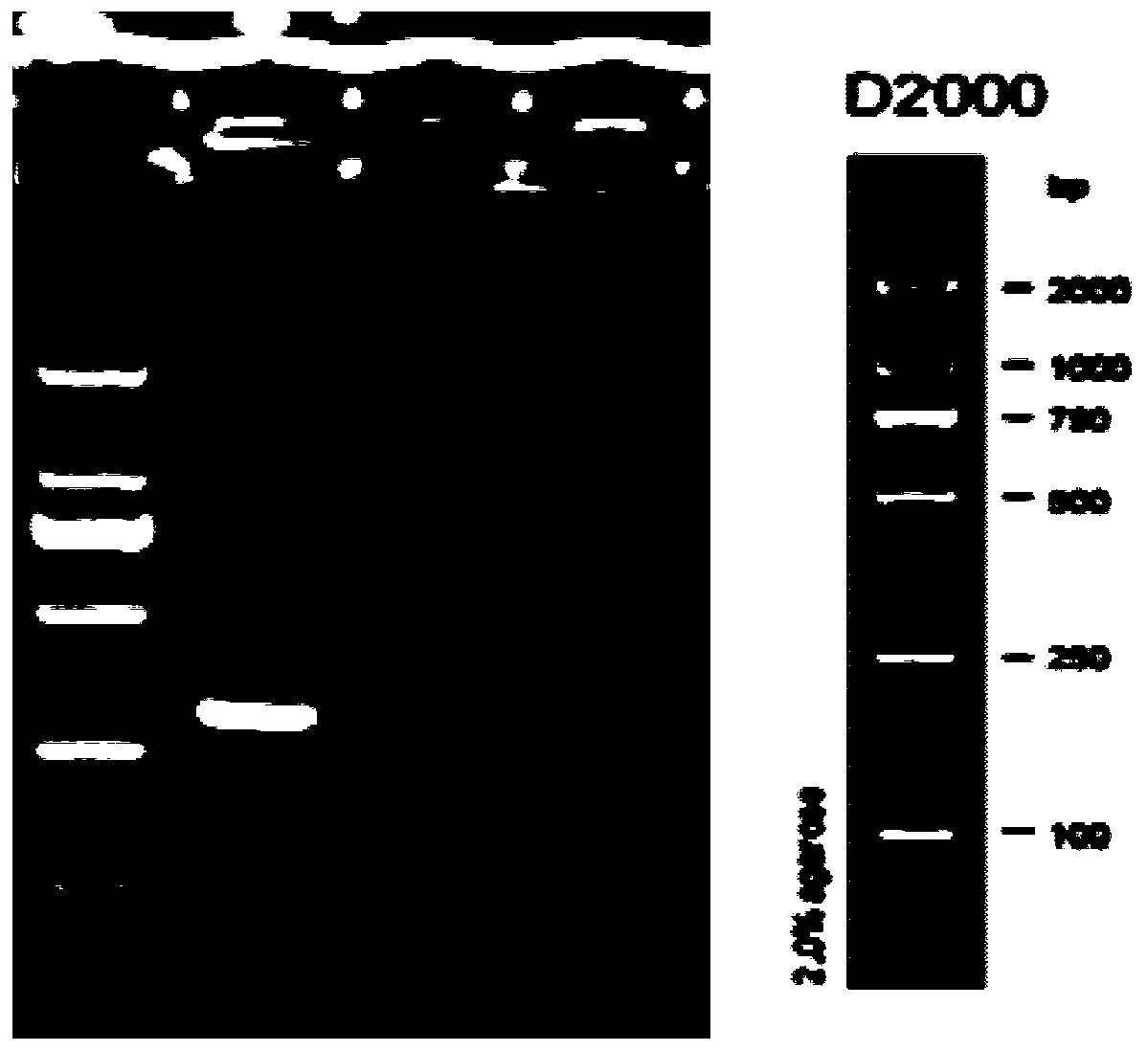 A kind of Clostridium gordii specific PCR detection primer and method