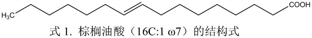 A method for producing palmitoleic acid by utilizing microalgae of the class Euophthora