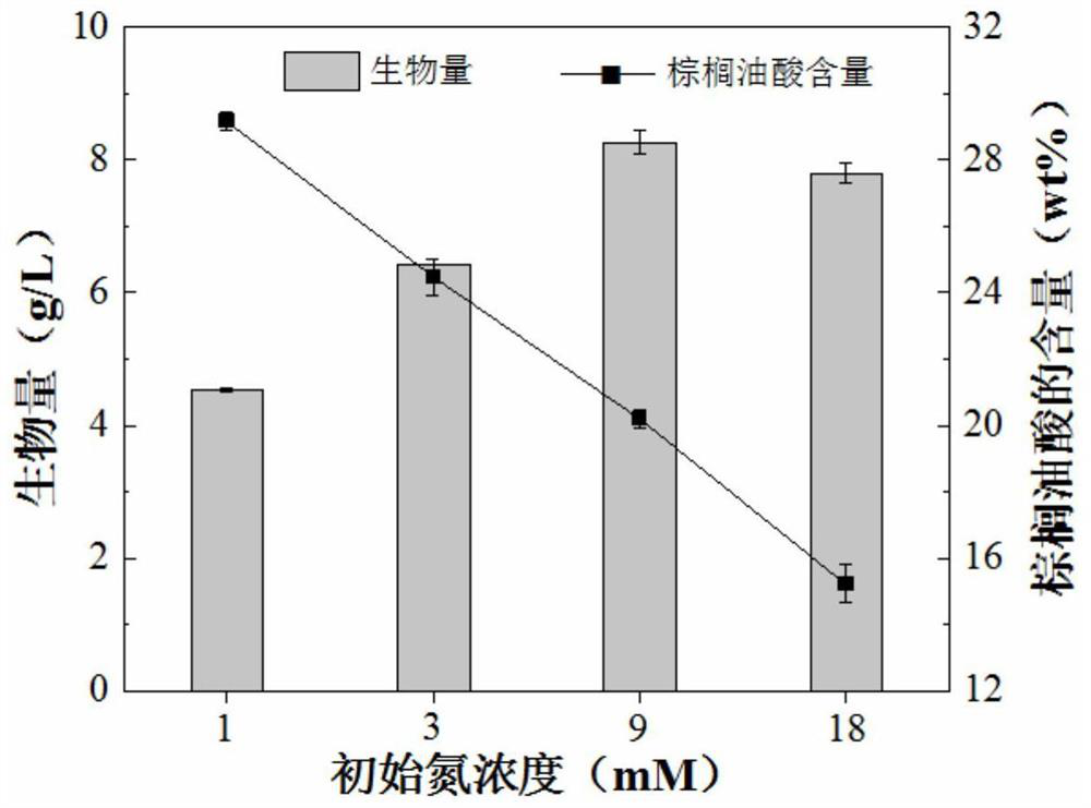 A method for producing palmitoleic acid by utilizing microalgae of the class Euophthora