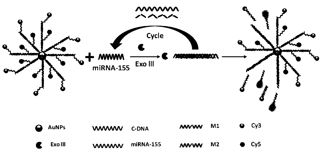 Fluorescent biosensor based on nucleic acid recognition induction and application thereof