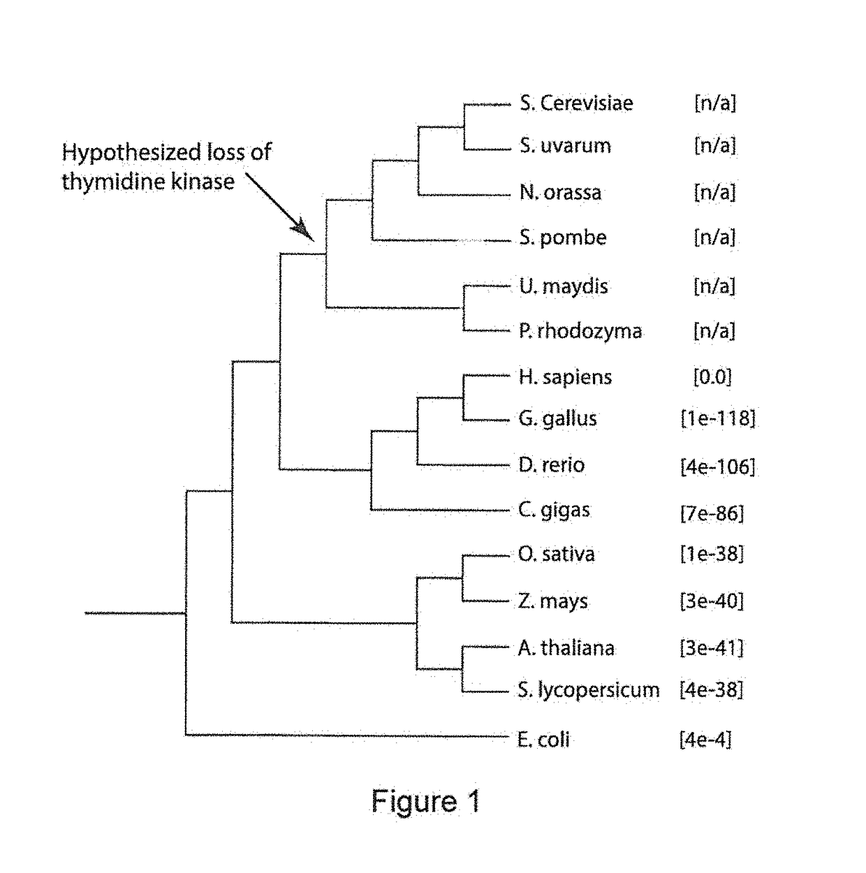 Constructs and methods for genome editing and genetic engineering of fungi and protists