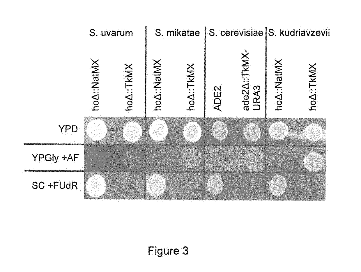 Constructs and methods for genome editing and genetic engineering of fungi and protists