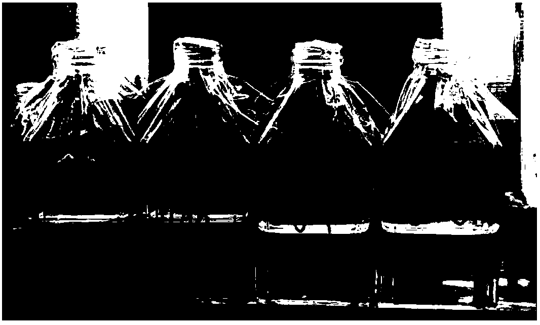 Method for inhibiting algae growth by coupling modified clay with algal inhibition bacteria